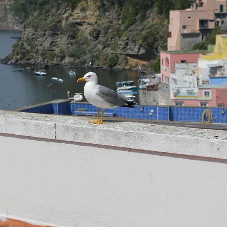 La Procidana House - Corricella Exlusive Terrace * Procida